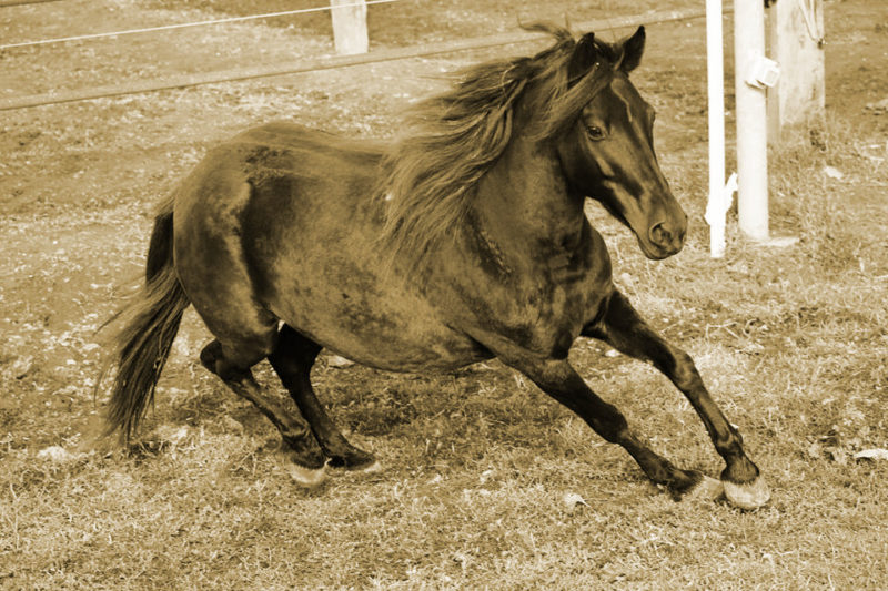 pony di esperia fieracavalli verona