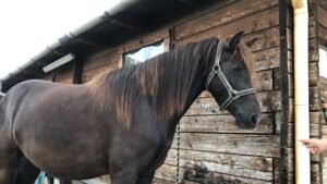 Libby'S UFFICIALE scuola dell'obbligo Briglia in Cavallino Cob Full O Extra Grande-Cavallo Equino 